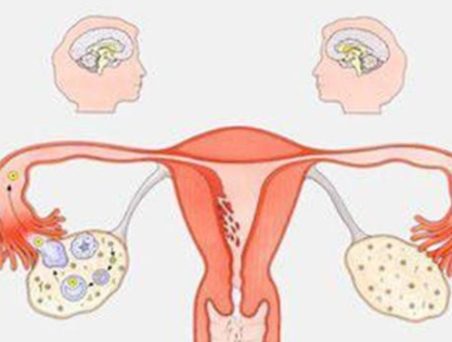 阴道分泌物香蕉视频下载安装器厂家分析女人排卵的感觉