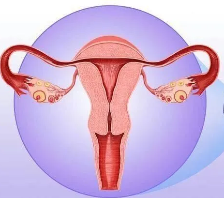 妇科阴道炎香蕉视频下载安装器厂家提醒女性坚持泡水喝，消炎灭菌，远离妇科炎症